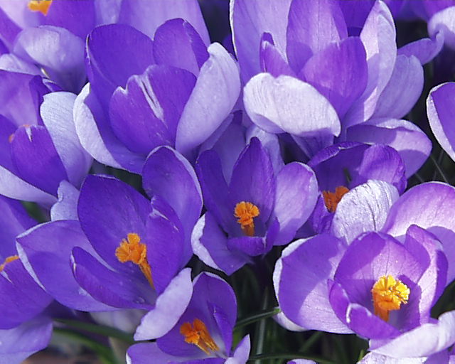 Spring Crocus